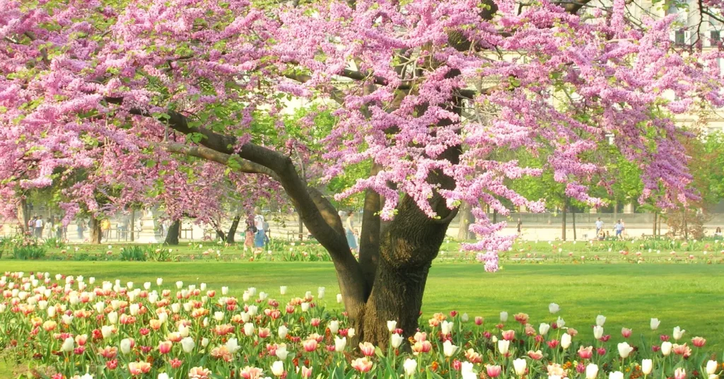 🌸 Préparer son jardin au printemps à Saint-Just-Saint-Rambert : conseils de jardiniers privés Hush Garden